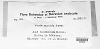Poria mucida image